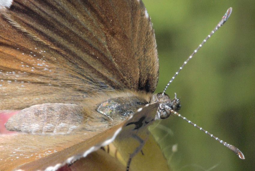 E'' tornata Cacy!